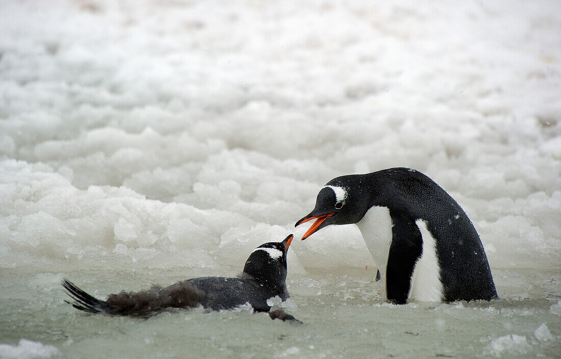 'Gentoo penguins (pygoscelis papua);Antarctica'