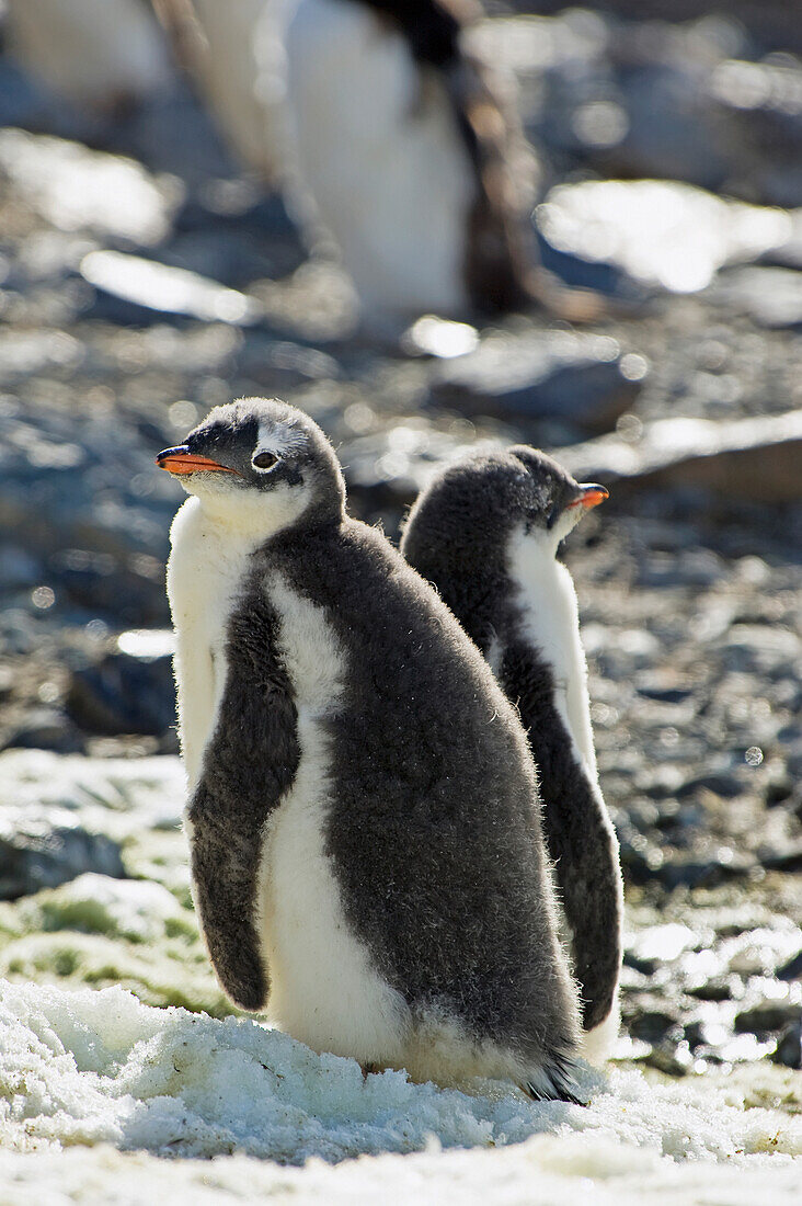 'Gentoo penguins (pygoscelis papua);Antarctica'