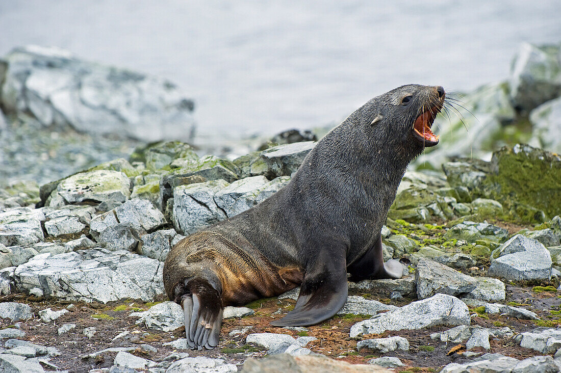 'Antarctic fur seal (arctocephalus gazella);Antarctica'