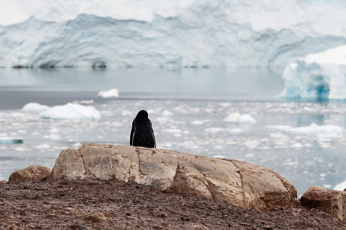 'A gentoo penguin (pygoscelis papua) sitting on a rock looking out to the ocean;Antarctica'