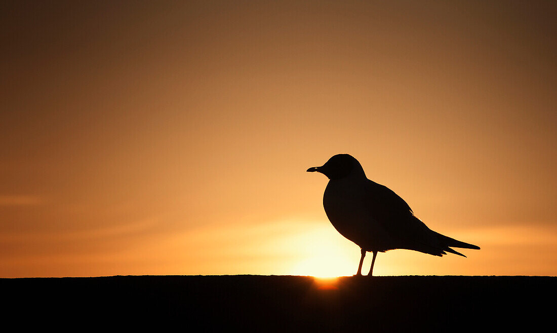 'Silhouette of a bird sitting on a fence at sunset;Northumberland england'