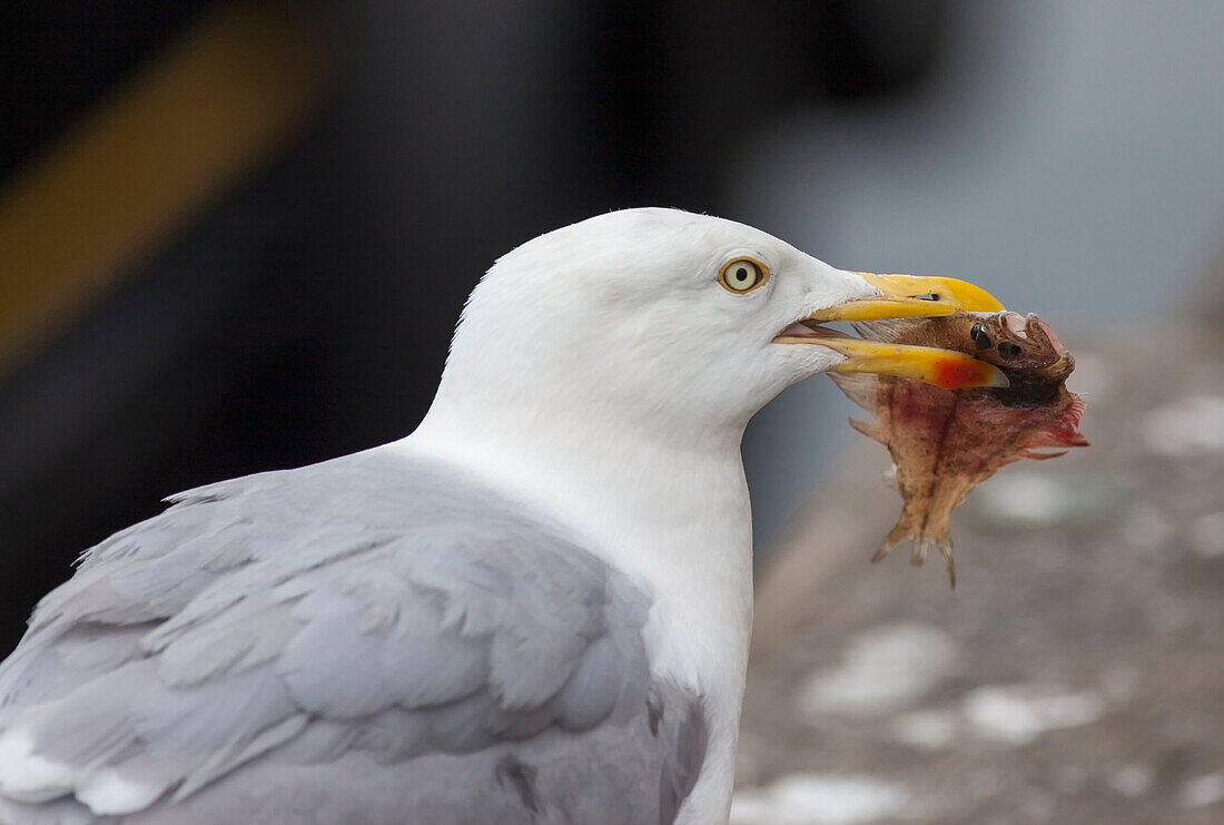 'A bird with a fish in it's mouth;Eyemouth scottish borders scotland'