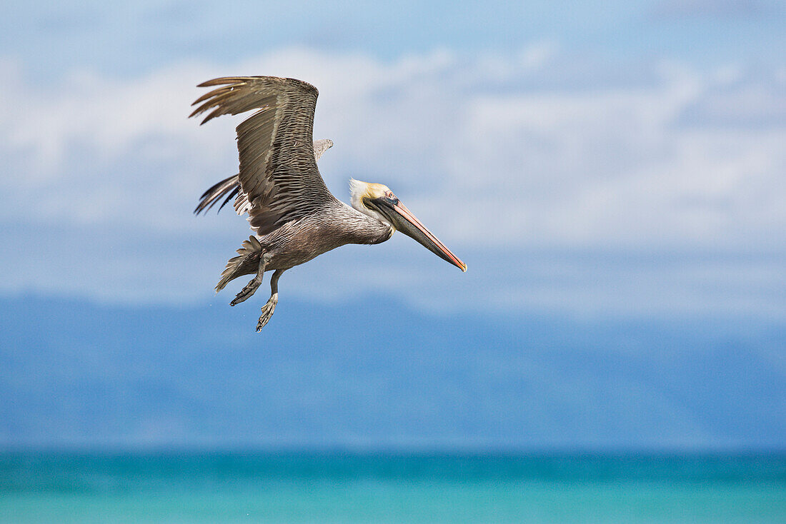 'Brown pelican (pelecanus occidentalis) flying off the beach on the osa peninsula;Costa rica'