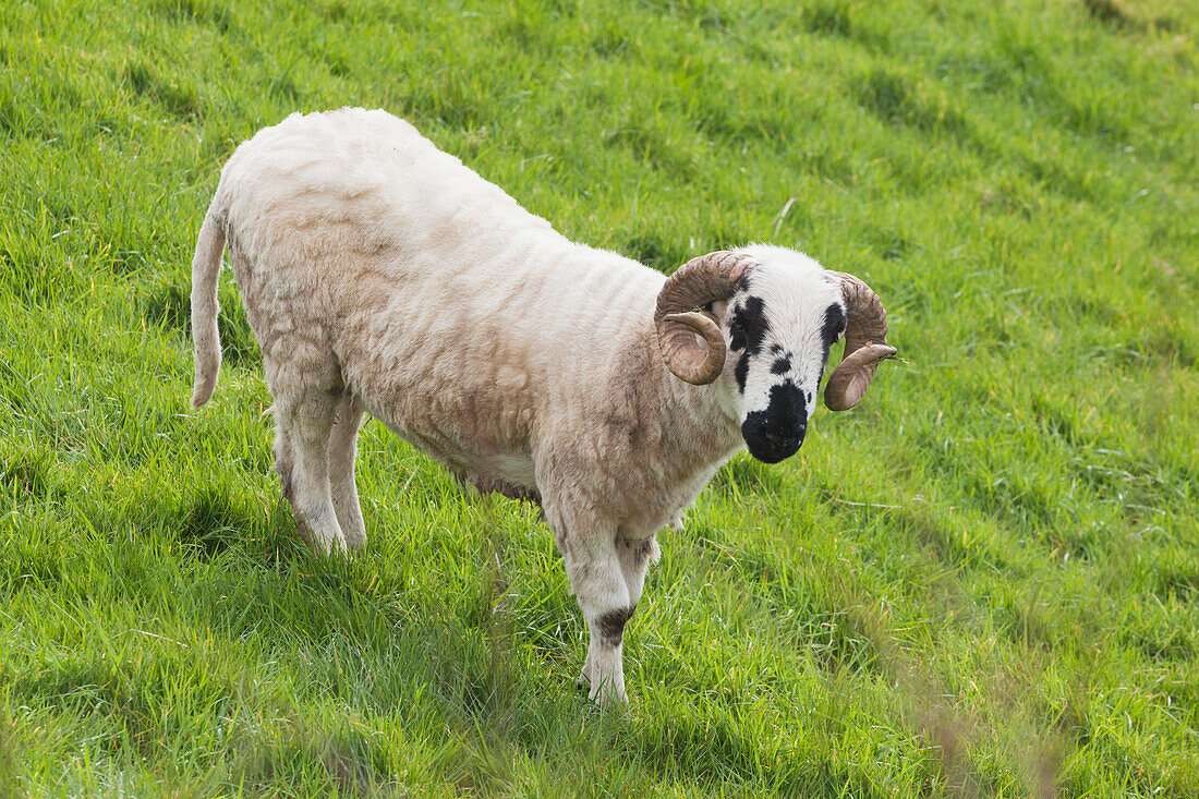 'Black faced sheep;Dingle peninsula county kerry ireland'