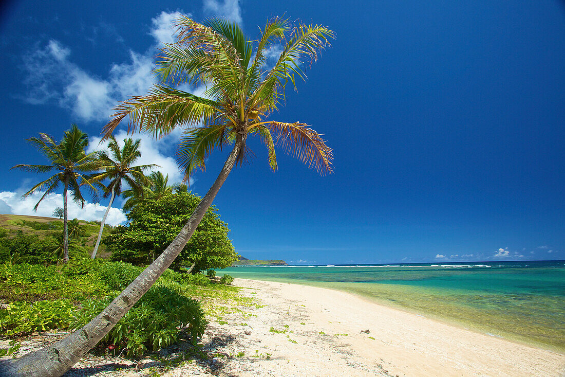 'Palm trees and a white sand beach along the coastline of an hawaiian island;Pilaa kauai hawaii united states of america'