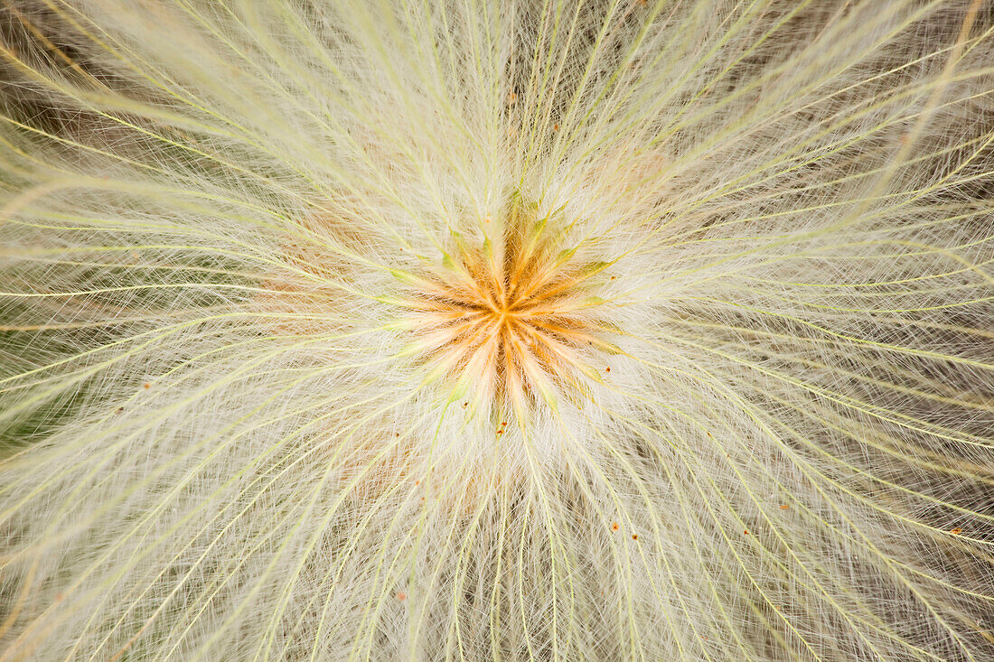 Macro Of Mountain Avens Wildflower Seedhead In Chugach State Park Near Eagle River, Southcentral Alaska, Summer