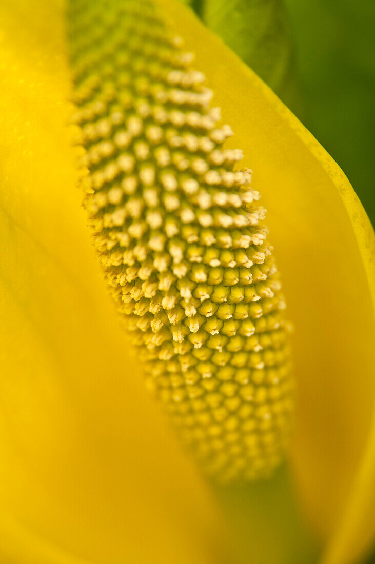 Close Up Of An American Skunk Cabbage Bloom Chugach National Forest Near Cordova, Southcentral Alaska, Spring
