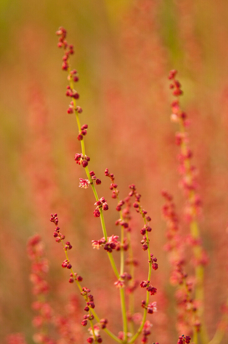 Close Up Of Red Blooms On Grasses In The Chugach Mountains, Anchorage, Southcentral Alaska, Autumn