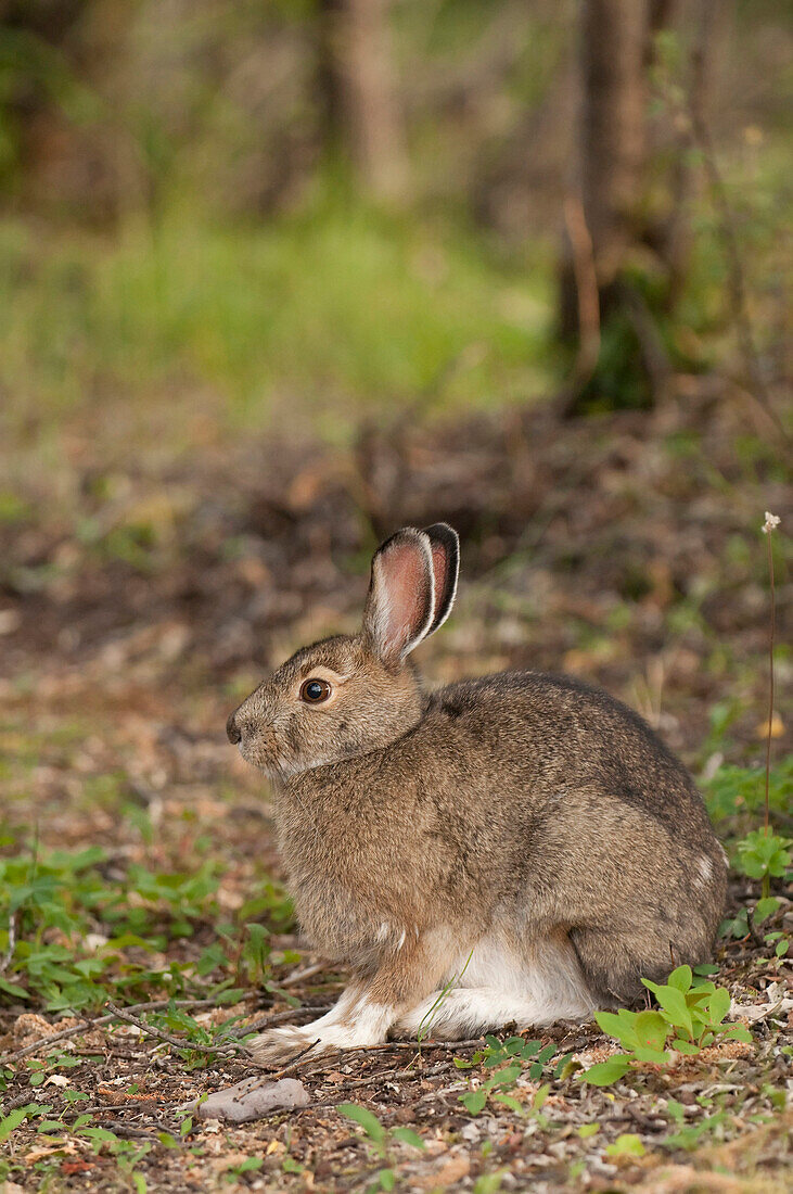Profile View Of A Snowshore Hare Resting In Teklanika Campground, Denali National Park And Preserve, Interior Alaska, Summer