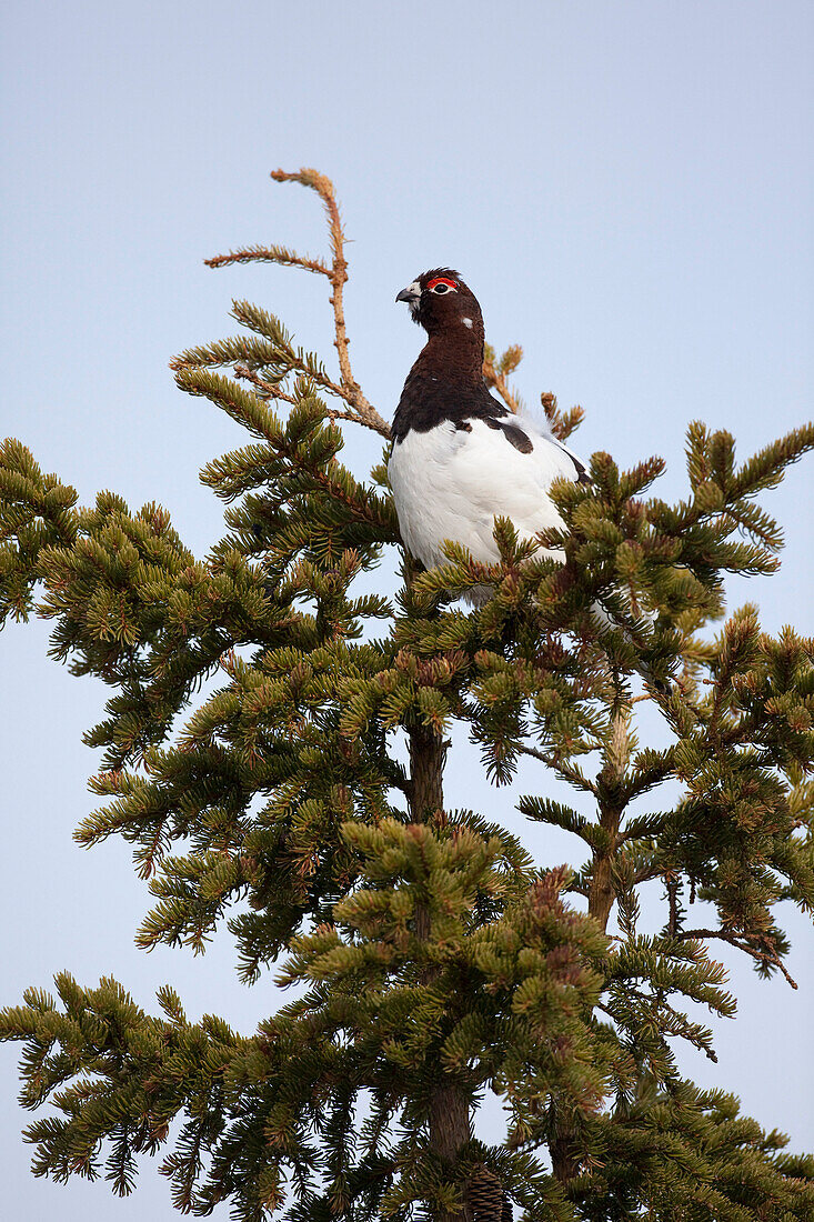 Male Willow Ptarmigan Sitting In Spruce Tree With Plumage Beginning To Turn From White To Its Summer Colors, Interior Alaska