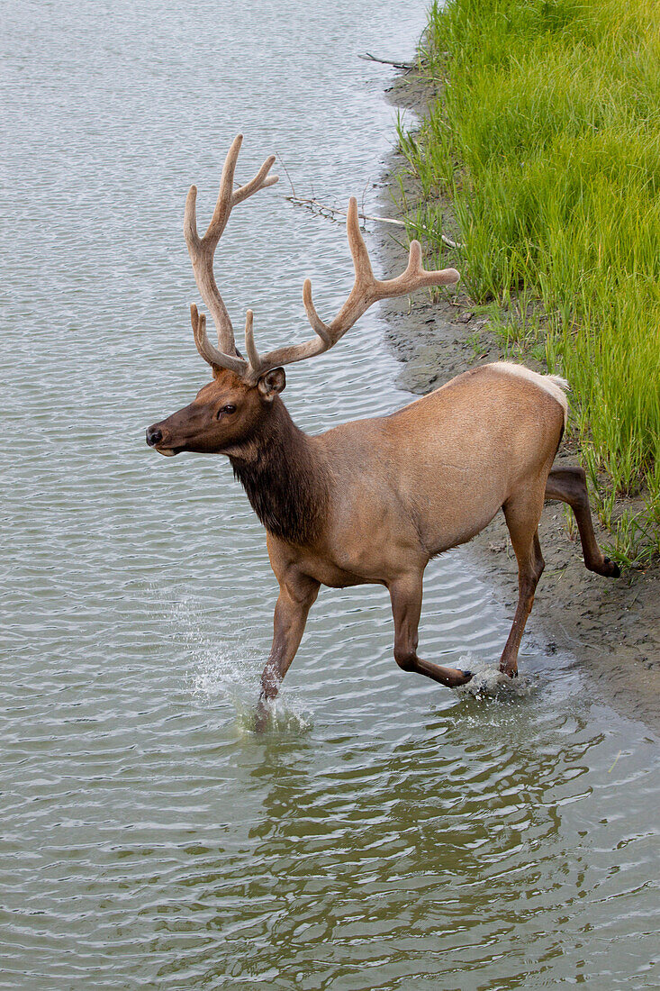 A Bull Roosevelt Elk Runs Across A Shallow Pond At The Alaska Wildlife Conservation Center, Southcentral Alaska, Summer. Captive