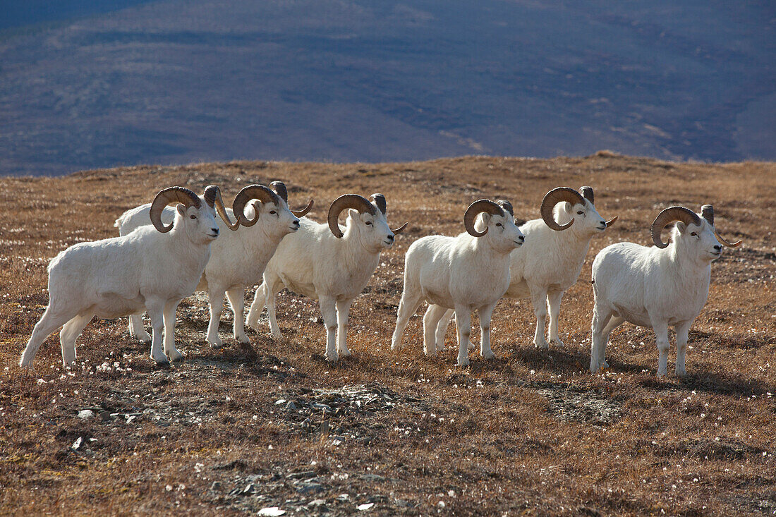 A Band Of Dall Sheep Rams In A High Mountain Meadow, Denali National Park And Preserve, Interior Alaska, Autumn