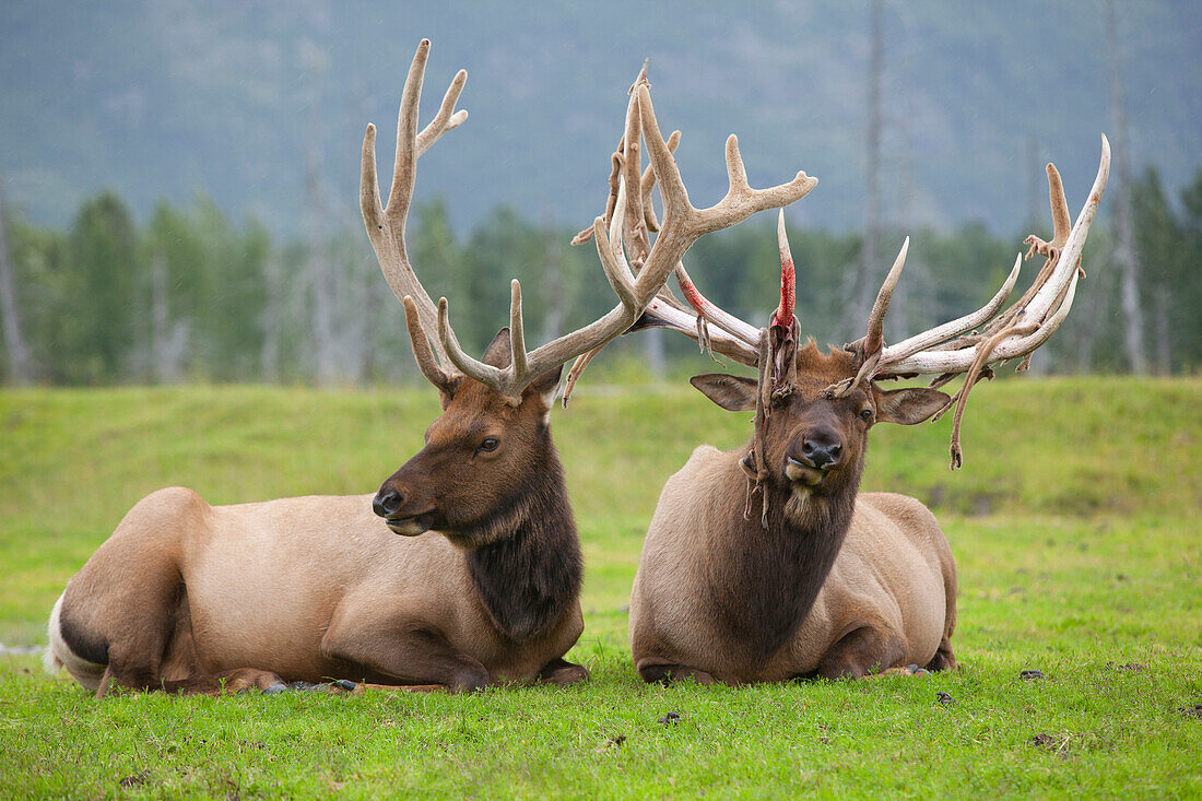 A Pair Of Captive Roosevelt Elk Lay In The Green Grass At Alaska Wildlife Conservation Center, Southcentral Alaska, Summer