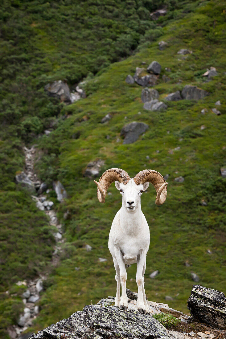 A Full-Curl Dall Ram Stands On A Rock Outcrop Facing Forward, Denali National Park And Preserve, Interior Alaska, Summer