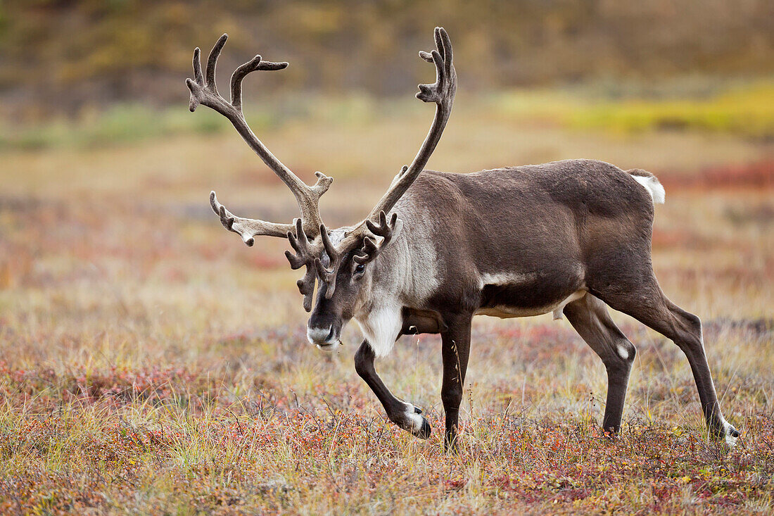 Bull Caribou With Its Antlers In Velvet Walks Across Colorful Tundra In Denali National Park And Preserve, Interior Alaska, Autumn