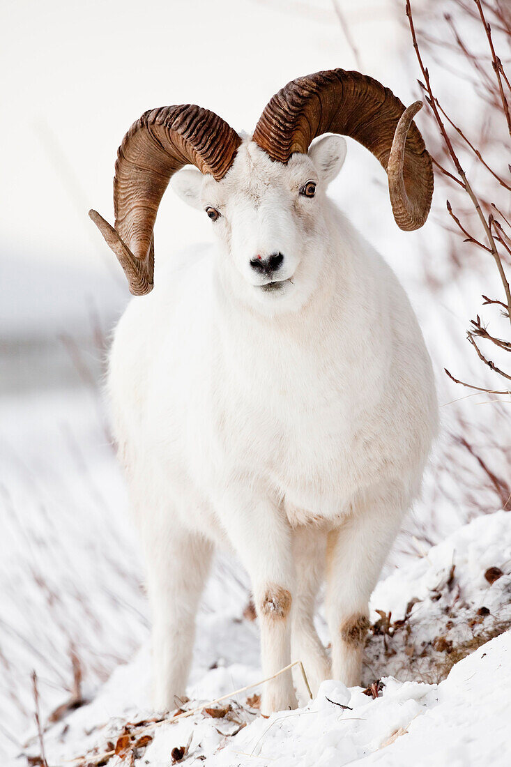 Front View Of A Full-Curl Dall Sheep Ram, Chugach Mountains, Southcentral Alaska, Winter