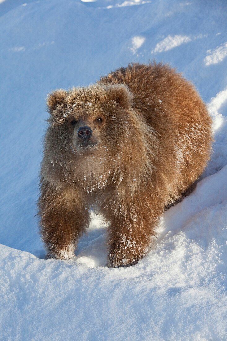 Captive: Kodiak Brown Bear Female Cub Stands On A Snowy Hill, Alaska Wildlife Conservation Center, Southcentral, Alaska, Winter