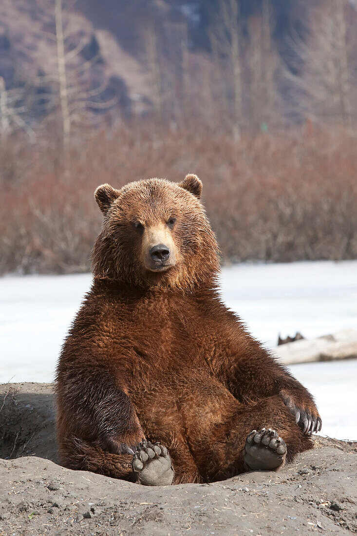 Captive: Brown Bear Sits On Its Rump At Alaska Wildlife Conservation Center, Southcentral Alaska, Spring