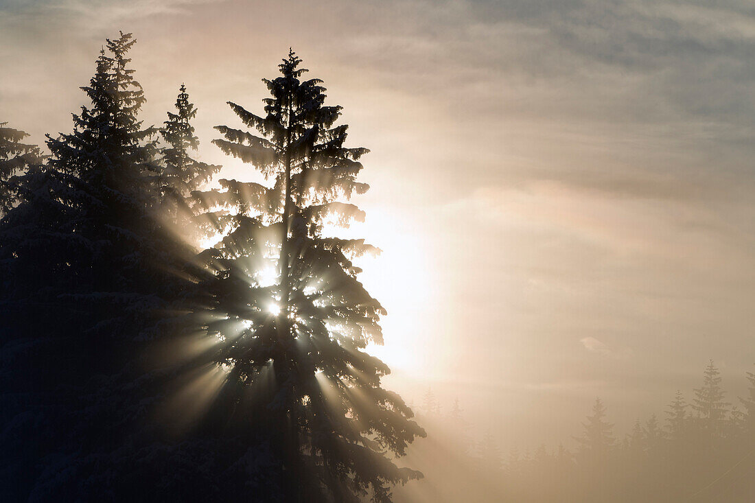 Morning Sunrays Shine Through Dense Ice Fog And Trees, Tongass National Forest, Juneau, Southeast Alaska, Winter
