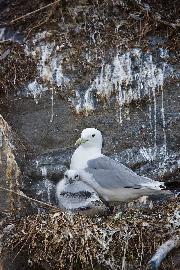 Black Tailed Kittiwake Family In Their Nest, Shoup Bay, Prince William Sound, Southcentral Alaska, Summer