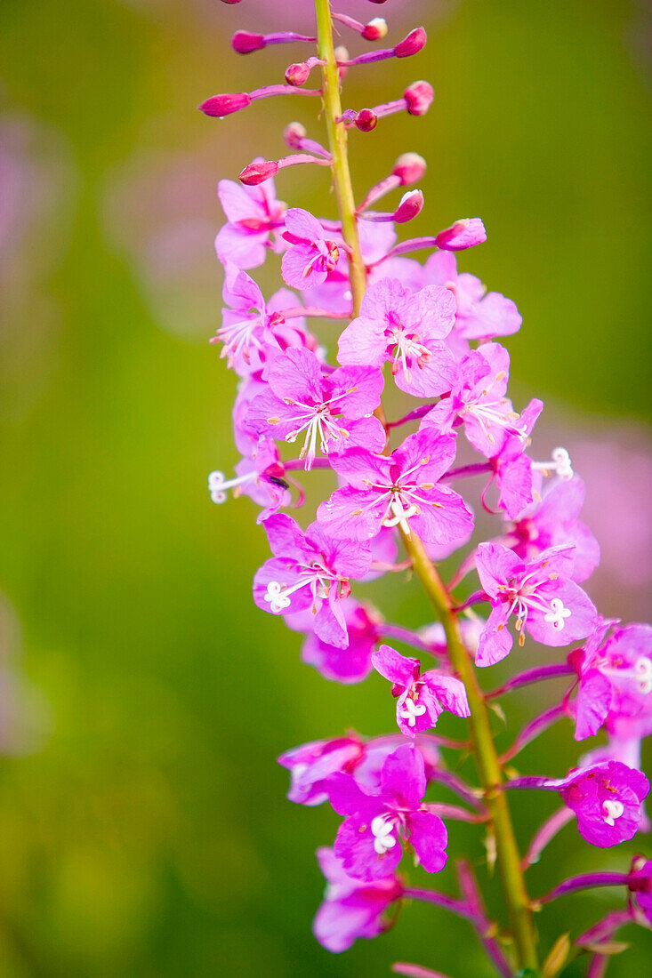 Nahaufnahme von blühendem Fireweed in der Nähe von Anchor Point in Süd-Zentral-Alaska