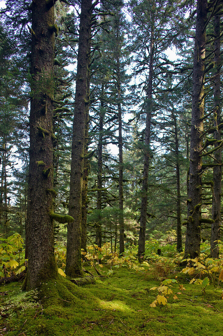 Spruce Tree Forest In Autumn, Kodiak Island, Southwest Alaska