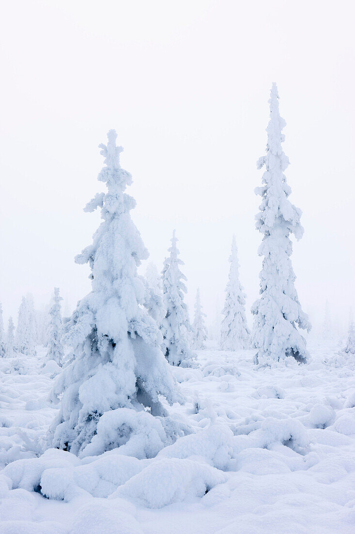 Snow And Hoarfrost Covered Spruce Trees In The Fog At Eureaka Summit, Alaska.