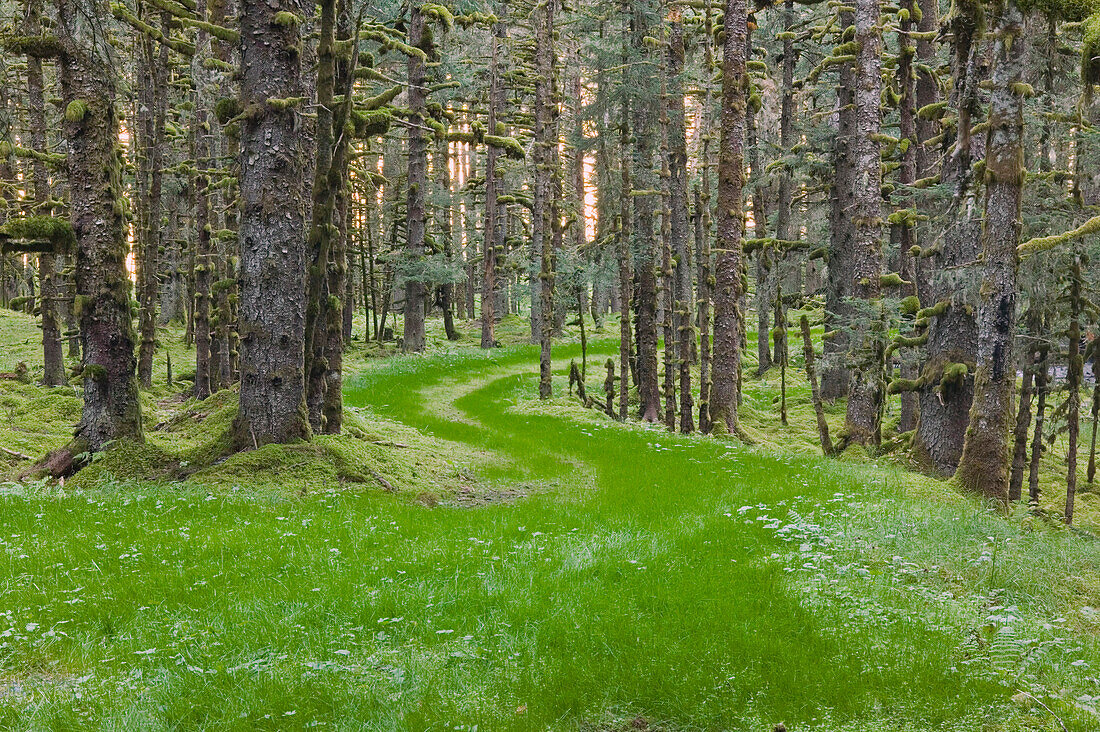 Overgrown Old Road Through Spruce Forest Covered In Moss Kodiak Island Southwest Alaska Autumn