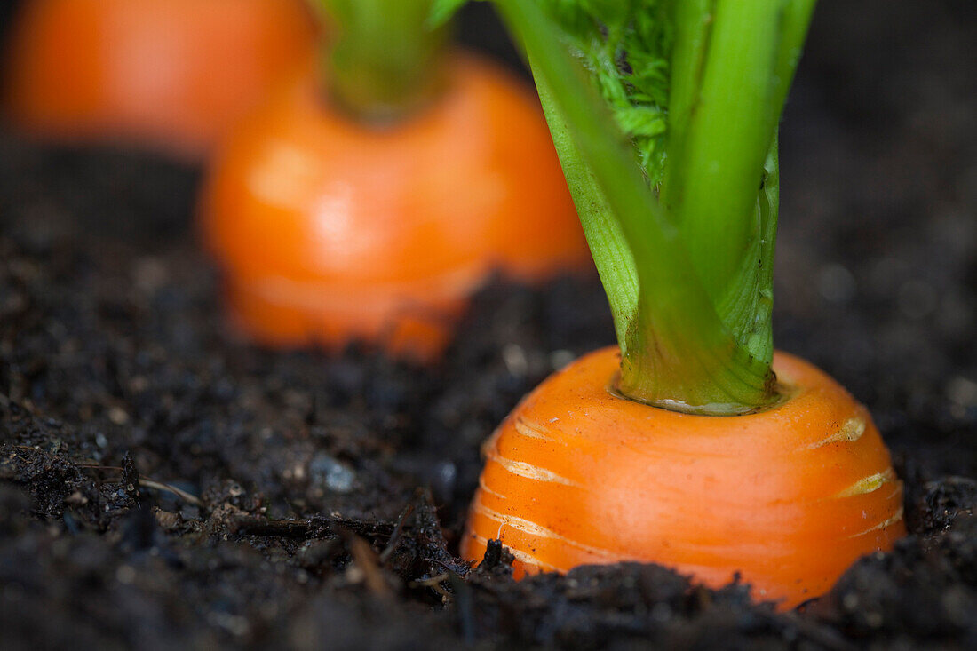 Macro Of Carrots Growing In Soil In A Garden, Kodiak Island, Southwest Alaska, Summer