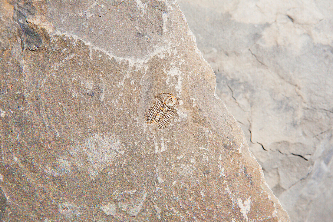 'Close up of a trilobite fossil in a rock;Field british columbia canada'