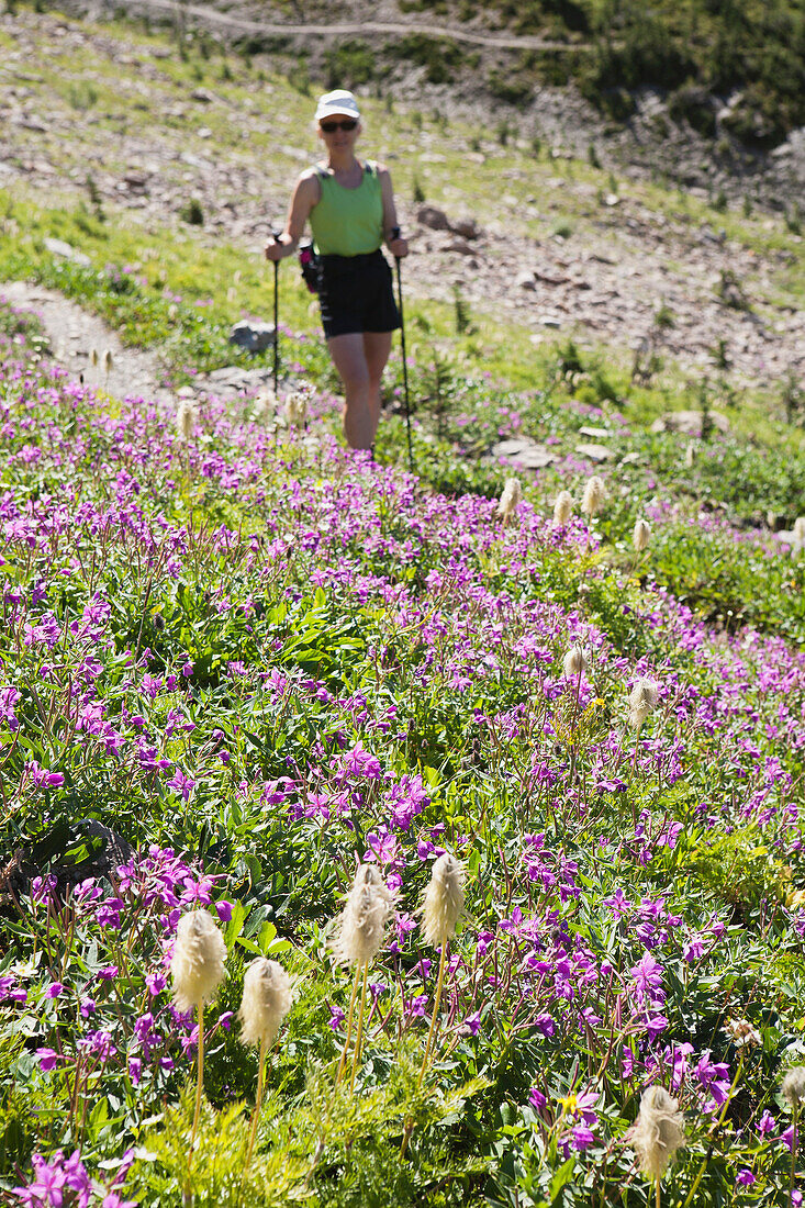 'Female hiker walking along a hillside of wild flowers;Field british columbia canada'