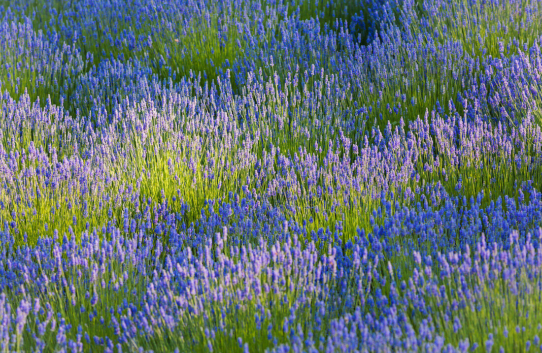 'Rows of lavender plants in a field in the cowichan valley;Vancouver island british columbia canada'