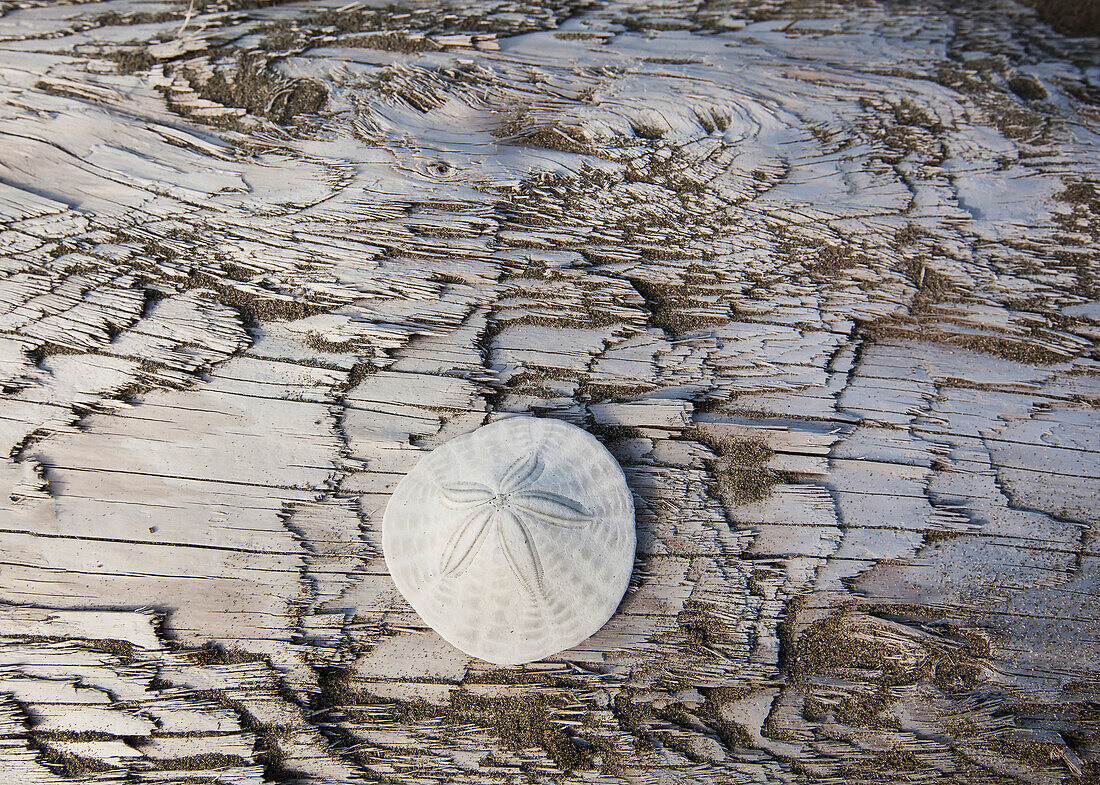 'A sandollar on a piece of driftwood on coastal british columbia;Vancouver island british columbia canada'