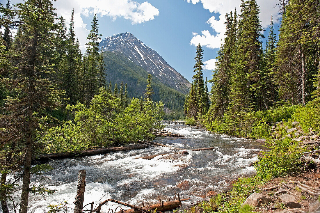 'A river running through a forest in the canadian rocky mountains;Alberta canada'