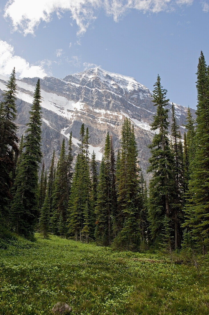 'A forest and the canadian rocky mountains;Alberta canada'