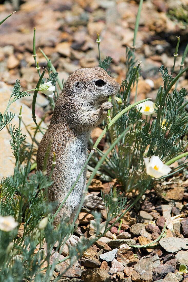 'Ground squirrel;Arizona united states of america'