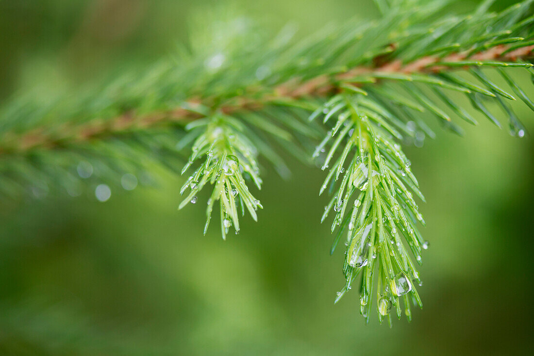 'Water drops on the branch of a pine tree;Lake of the woods ontario canada'