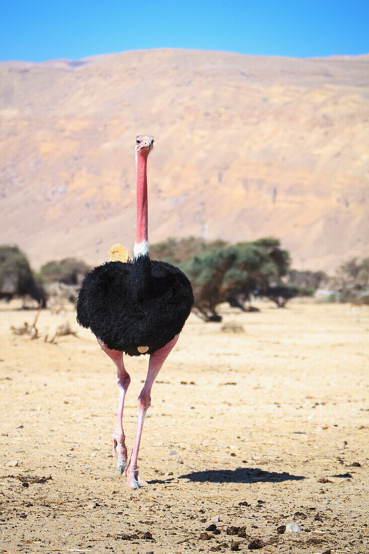 'Ostrich walking towards the camera;Israel'