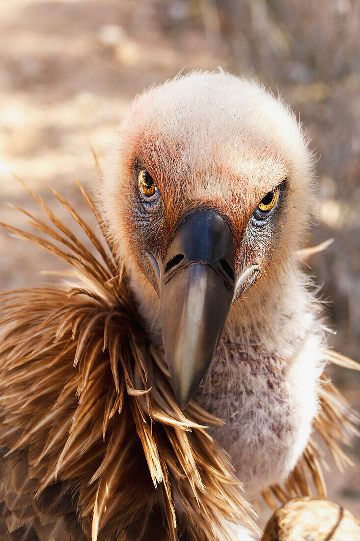 'Griffon vulture (gyps fulvus);Israel'