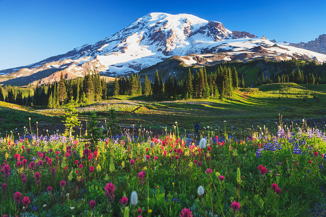 'Mount rainier and wildflowers in a meadow mount rainier national park;Washington united states of america'