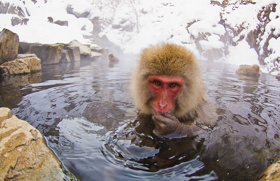 'Japanese Macaque Soaks In A Hotspring In The Mountains Of Central Japan; Yudanaka Nagano-Ken Japan'