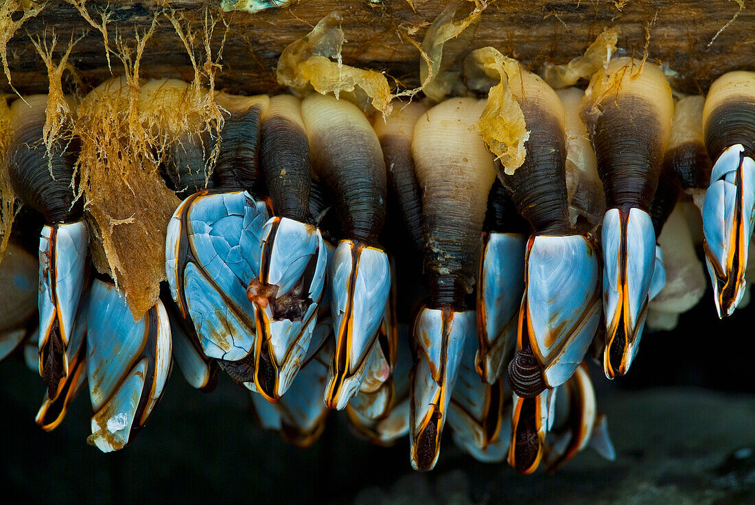 'Gooseneck barnacles found on a piece of driftwood washed ashore;Alaska united states of america'