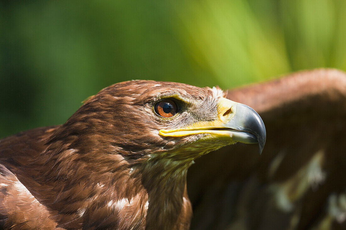 'The Head Of An Eagle; Windermere, Cumbria, England'
