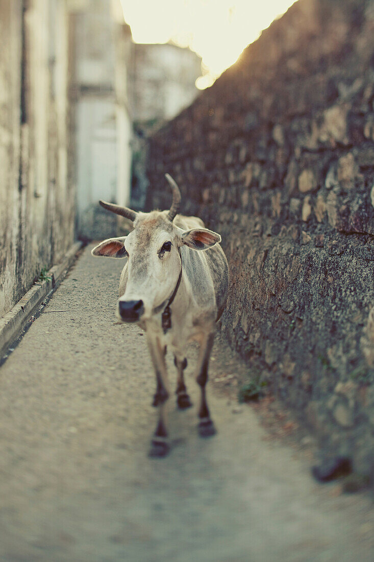 'Cow On The Street; Uttarakhand, India'