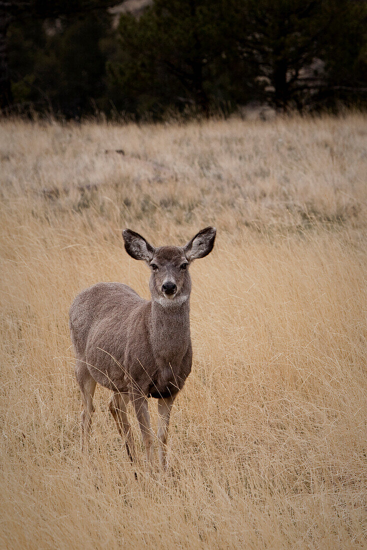 'A Wild Mule Deer (Odocoileus Hemionus); Wyoming, United States Of America'