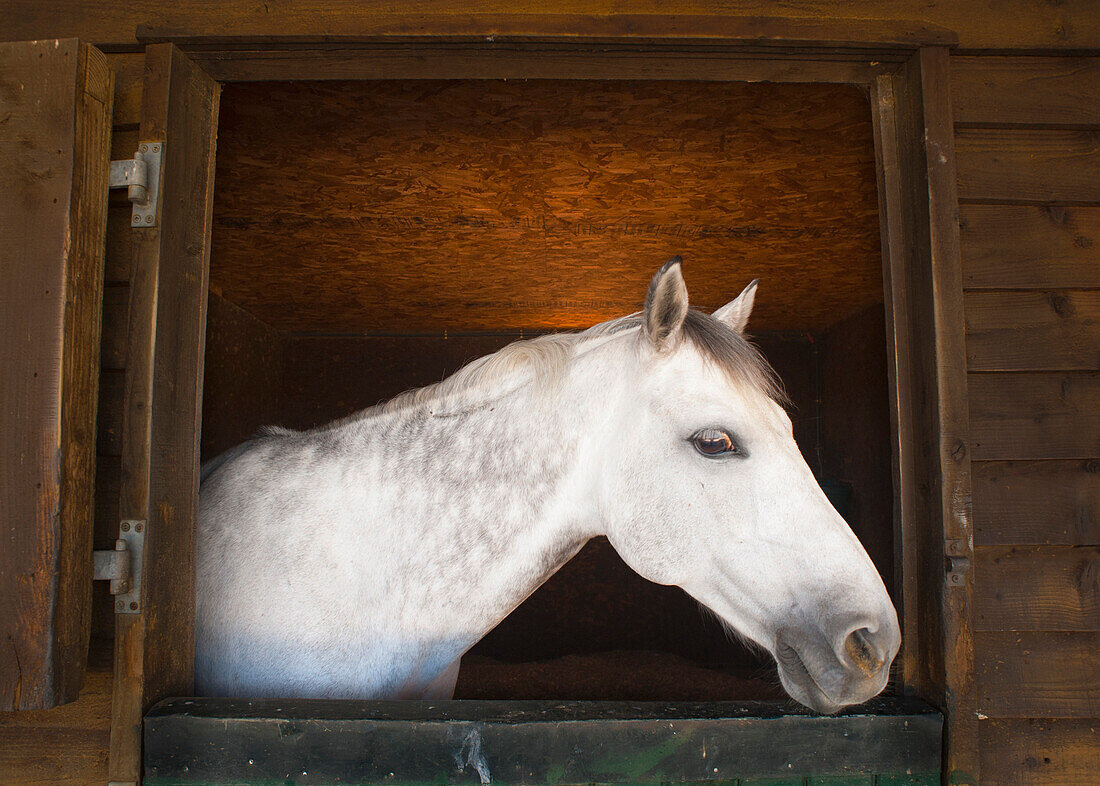 'A Horse Looking Out Of His Corral; Benalamadena Costa, Malaga, Costa Del Sol, Andalusia, Spain'
