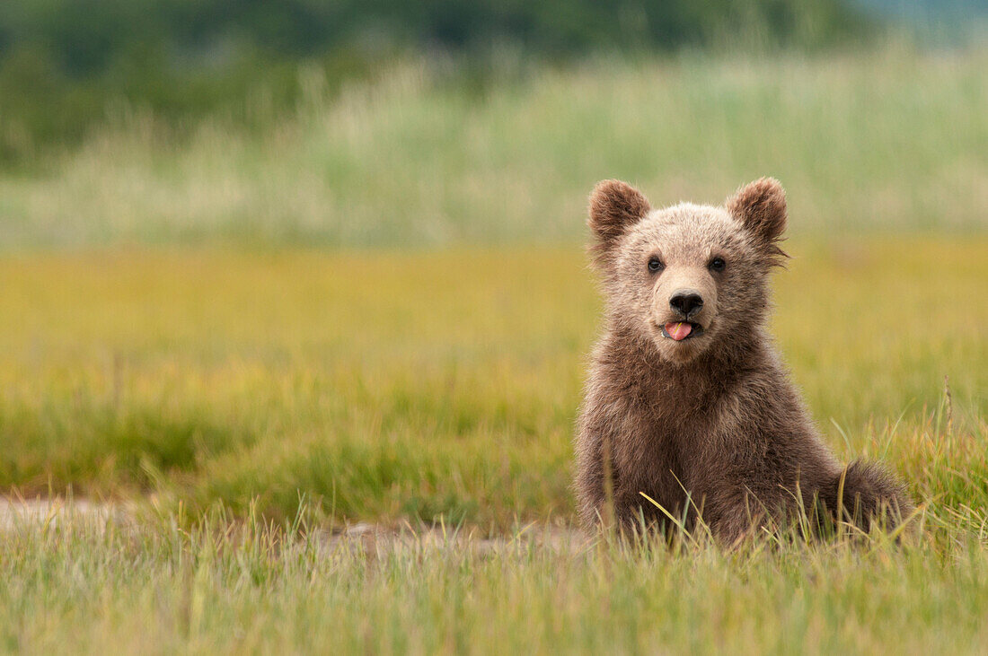'A Brown Grizzly Bear Cub (Ursus Arctos Horribilis) Sticking Out It's Tongue; Alaska, United States Of America'