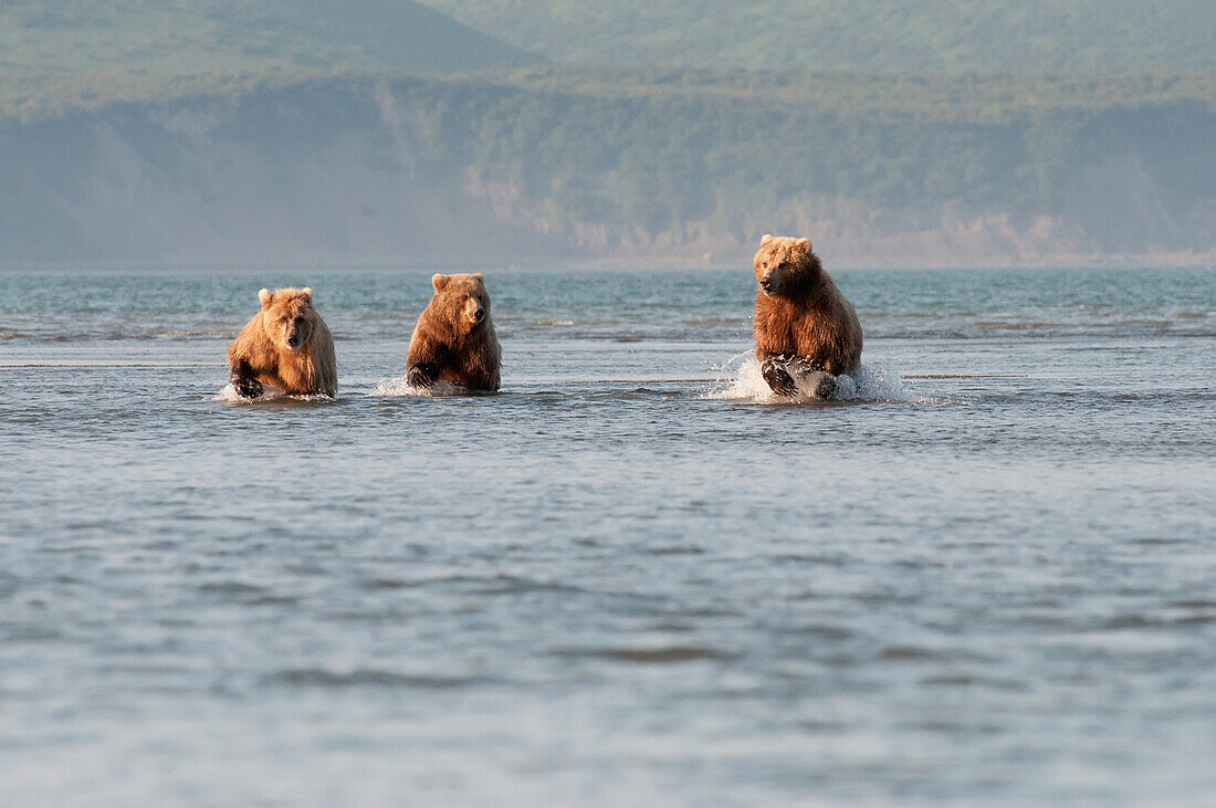 'Three Brown Grizzly Bears (Ursus Arctos Horribilis) Fishing In The Ocean; Alaska, United States Of America'
