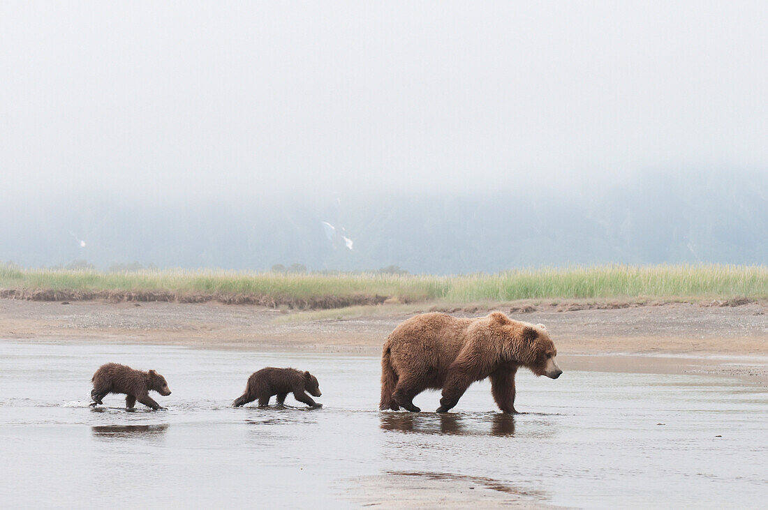 'A Brown Grizzly Bear (Ursus Arctos Horribilis) Crossing A River With Her Two Cubs; Alaska, United States Of America'