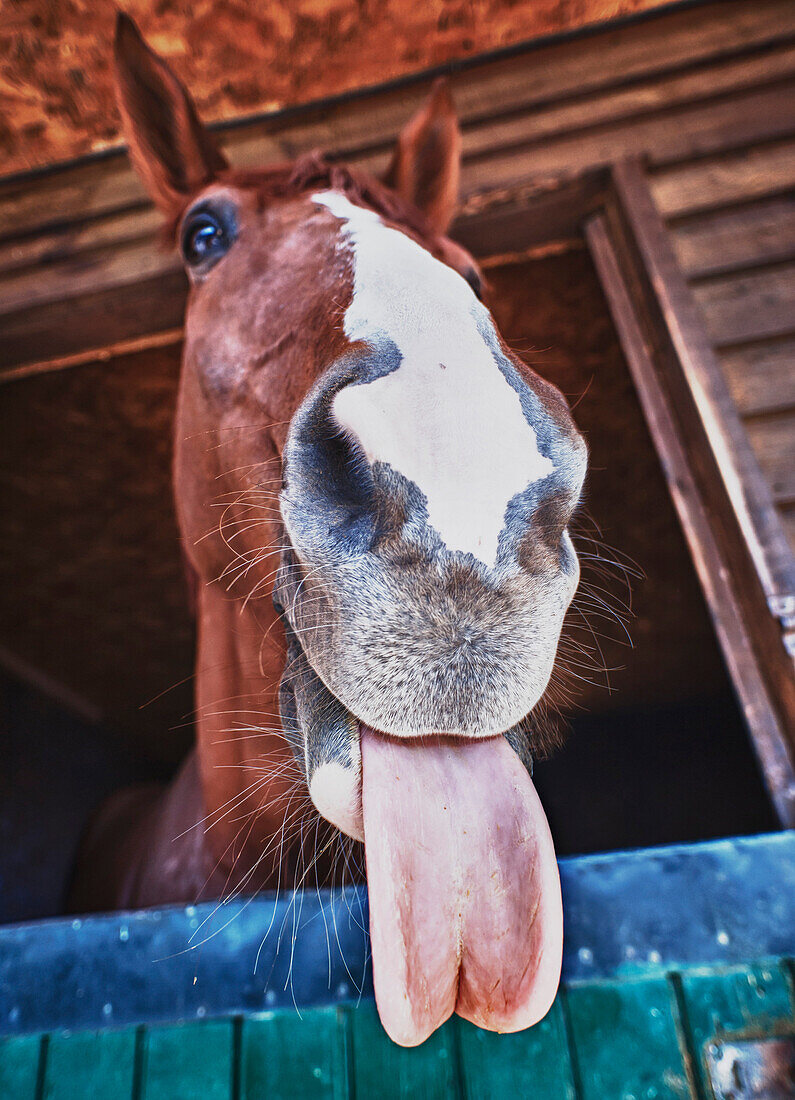'A Horse With It's Tongue Sticking Out; Benalamadena Costa, Malaga, Costa Del Sol, Andalusia, Spain'